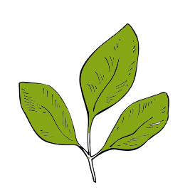 eisen mangel moringa blatt pflanze