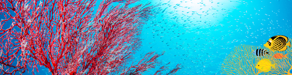 sango meeres koralle korallenriff fisch